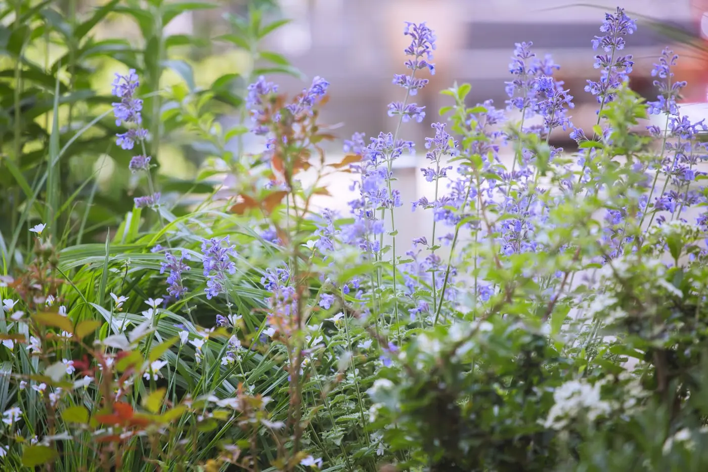 Planted border alongside a garden path