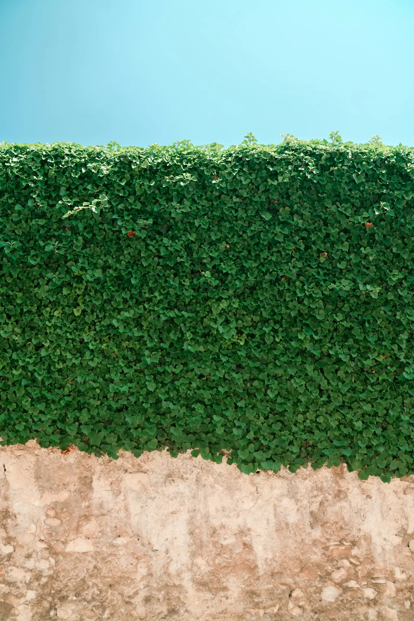 Dense green hedge after trimming