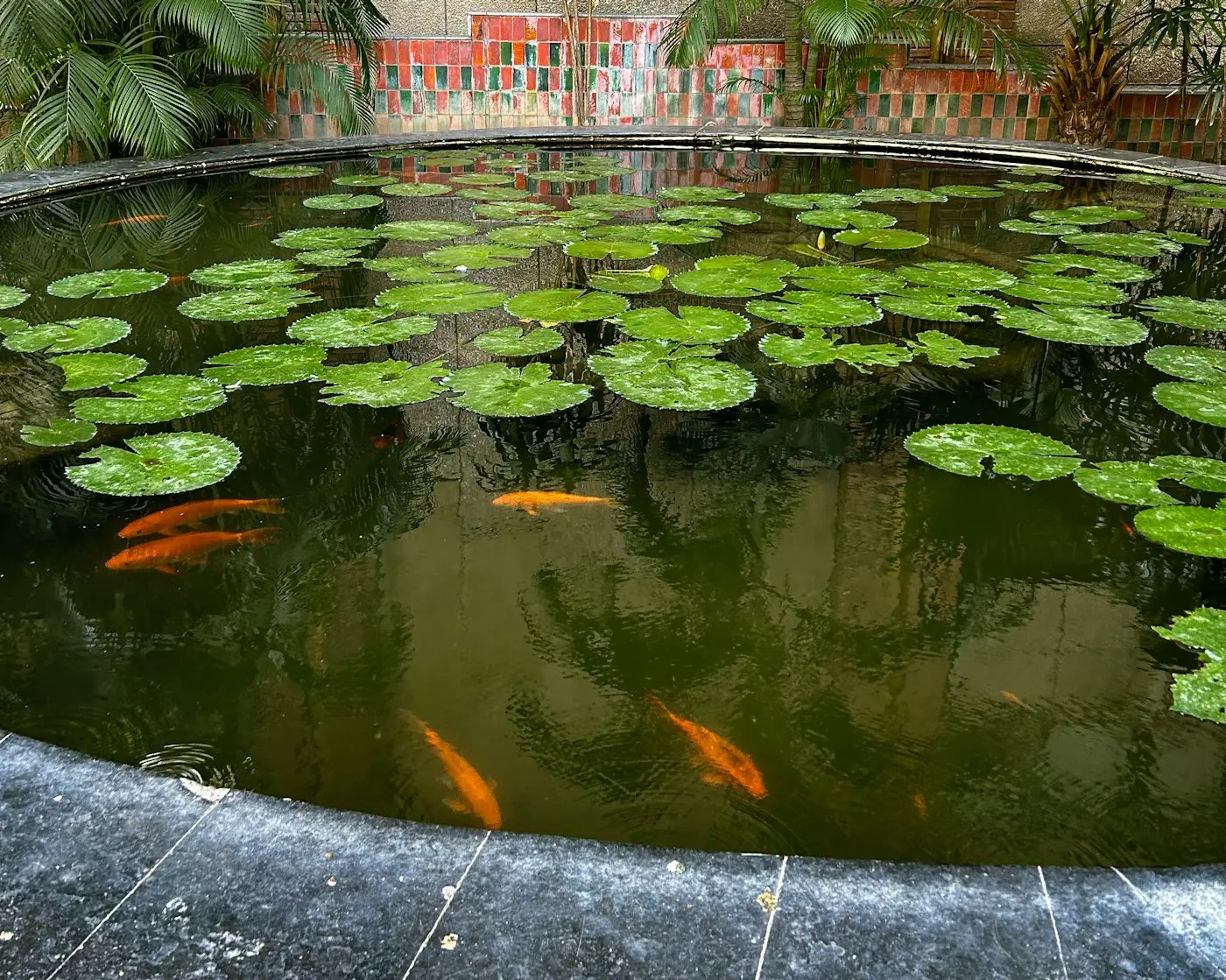 Garden pond with lily pads and fish