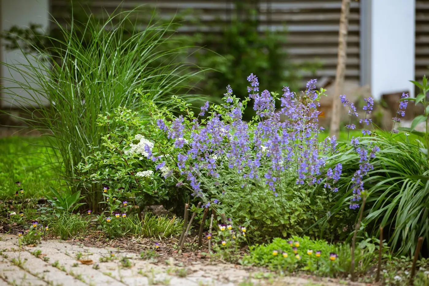 Mixed herbaceous border in full growth