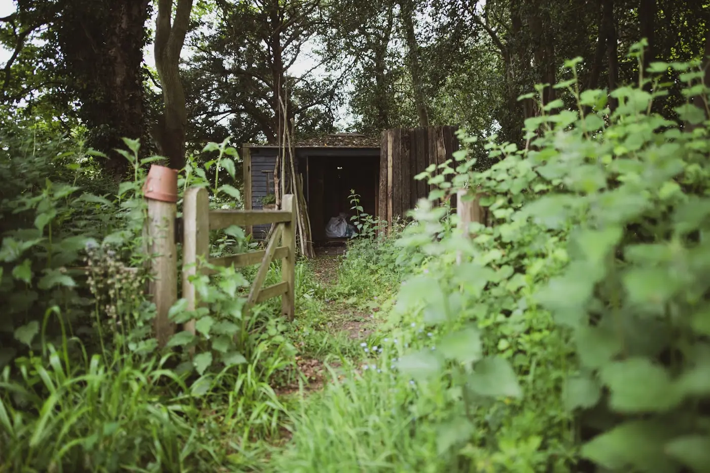 Overgrown steps and gateway reclaimed by planting