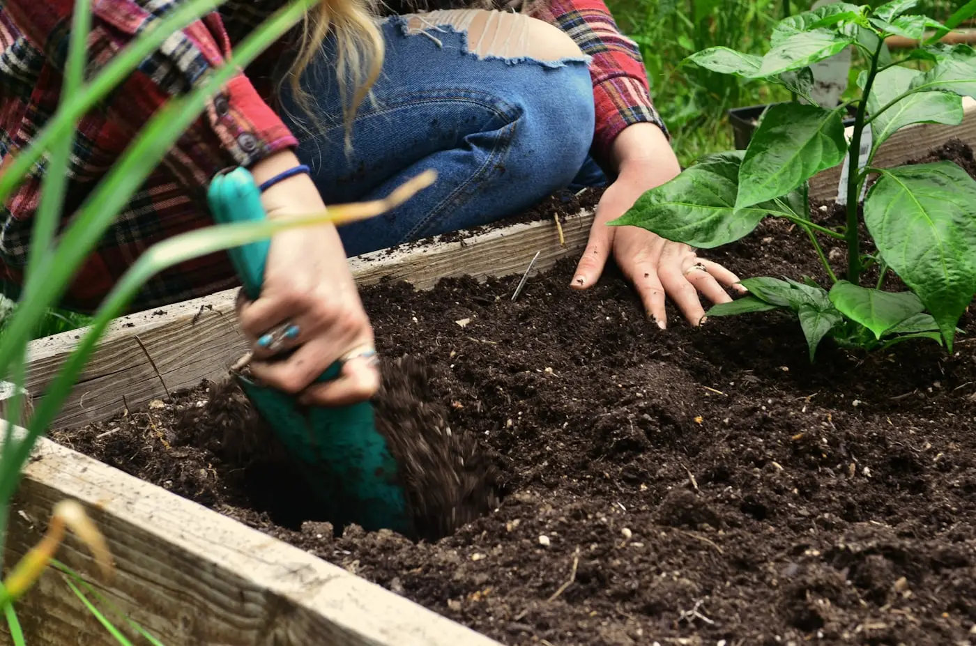 Gardener planting up a raised bed