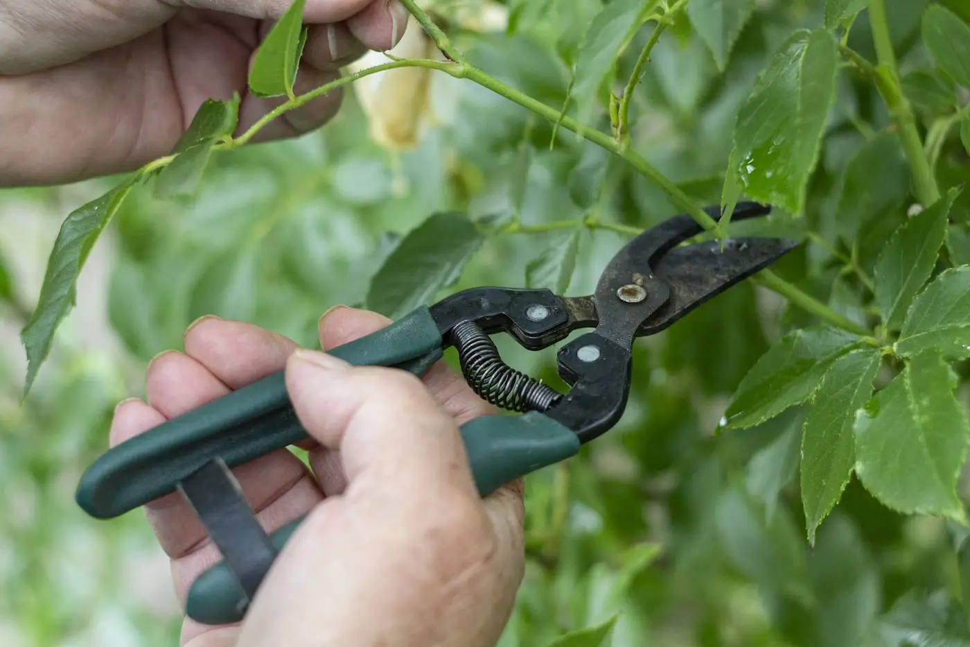 Secateurs pruning a young branch