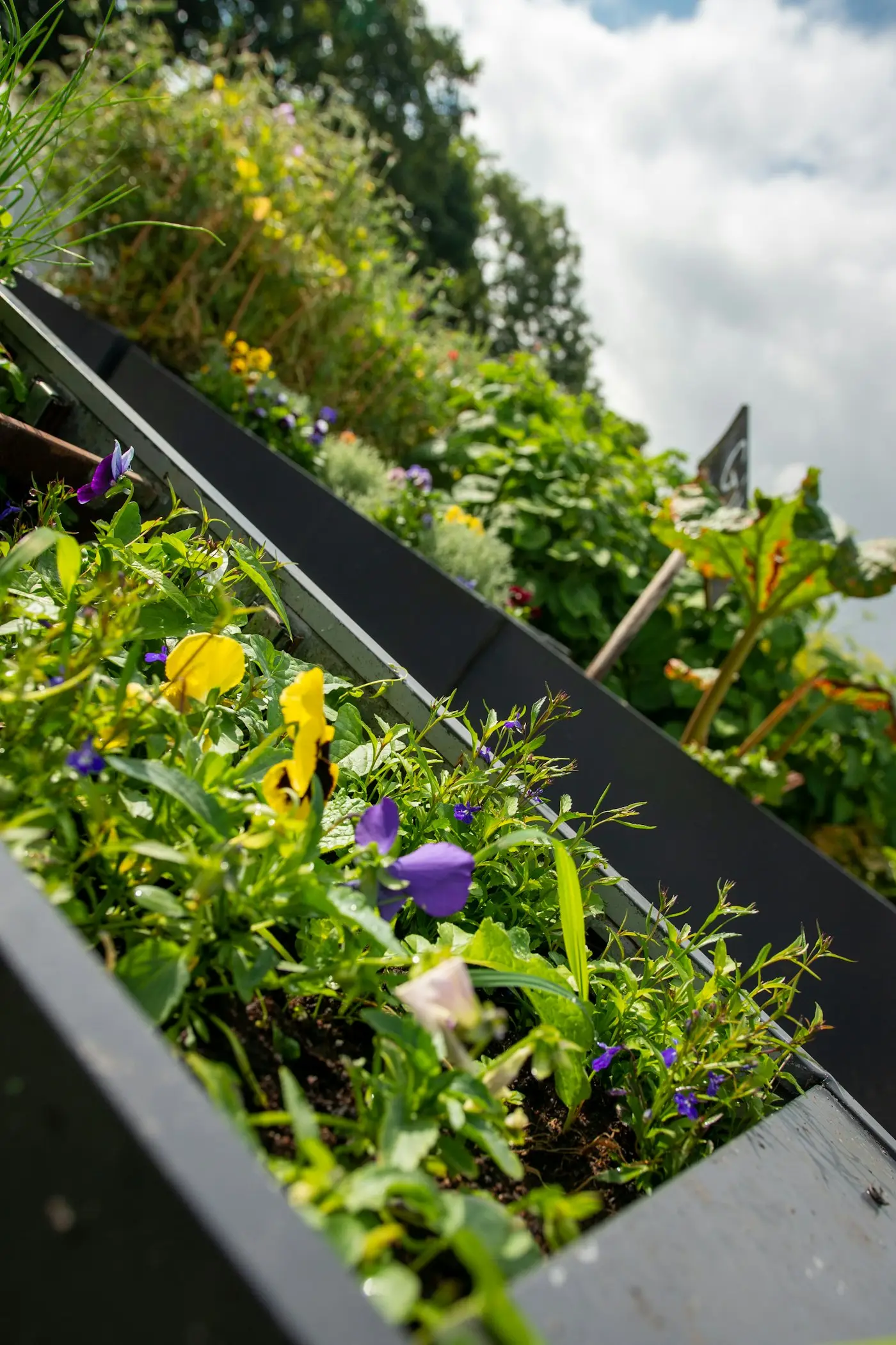 Raised vegetable beds planted with flowers and crops