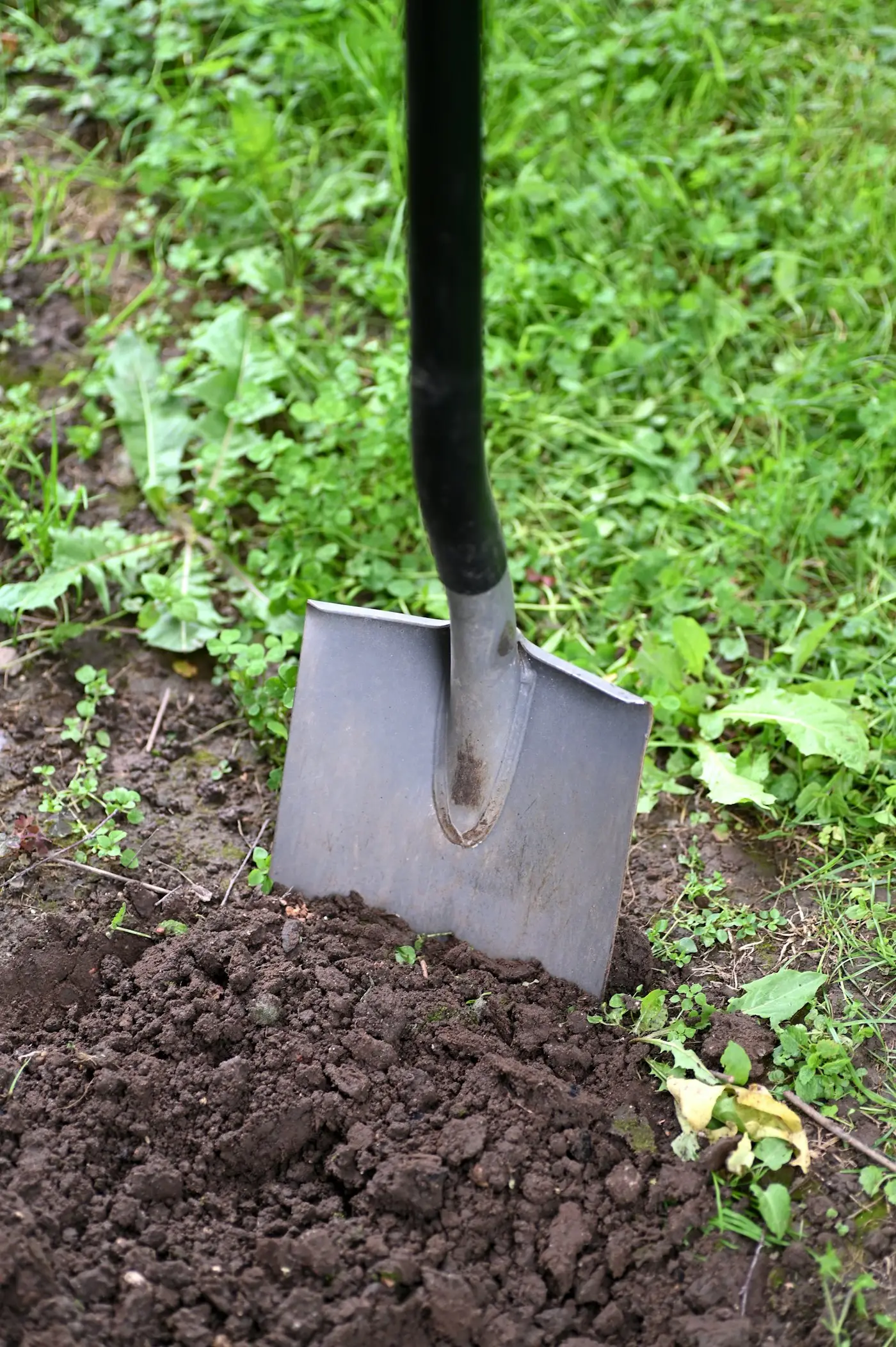 Spade standing in freshly turned soil