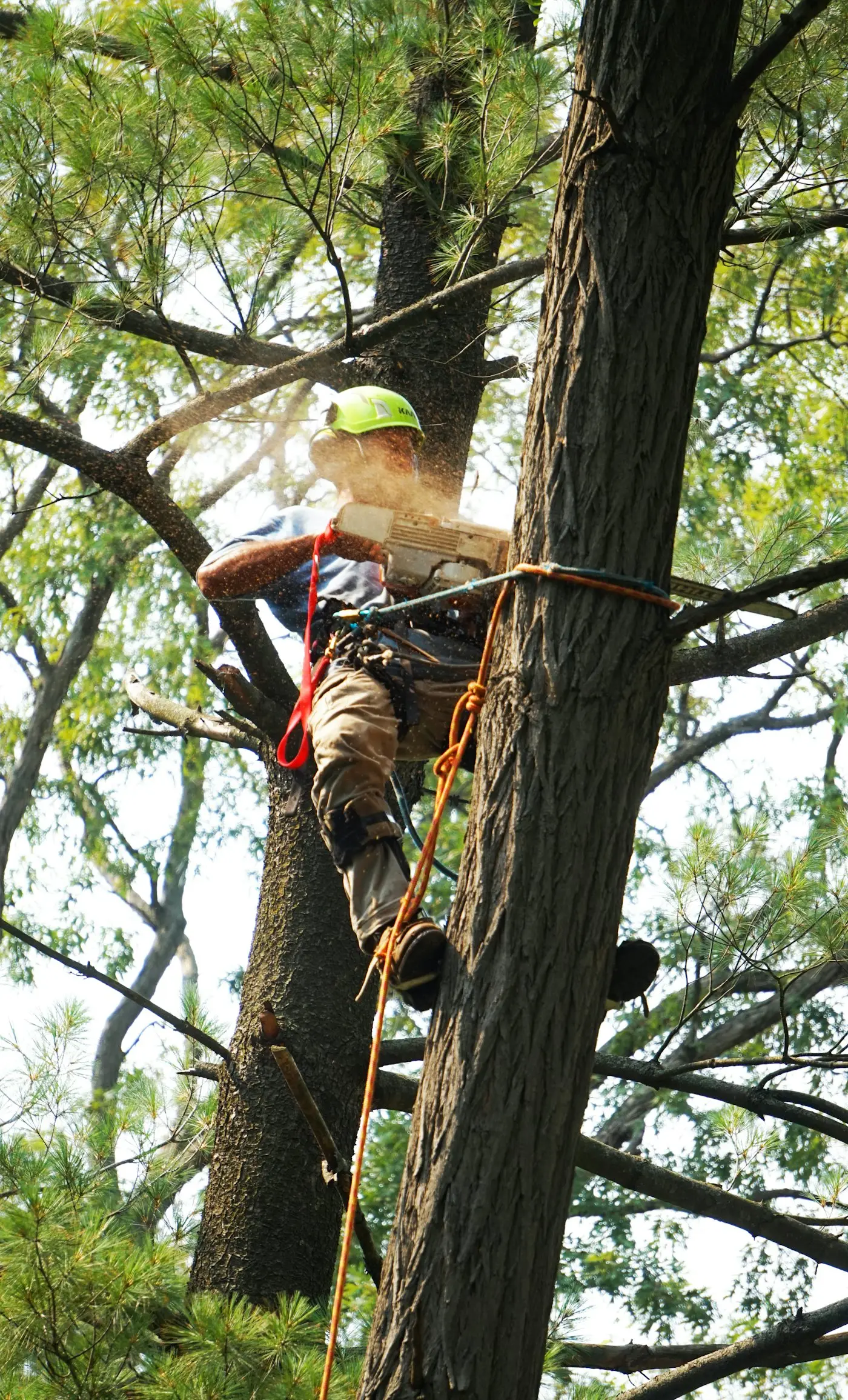 Climber roped into the canopy of a mature tree
