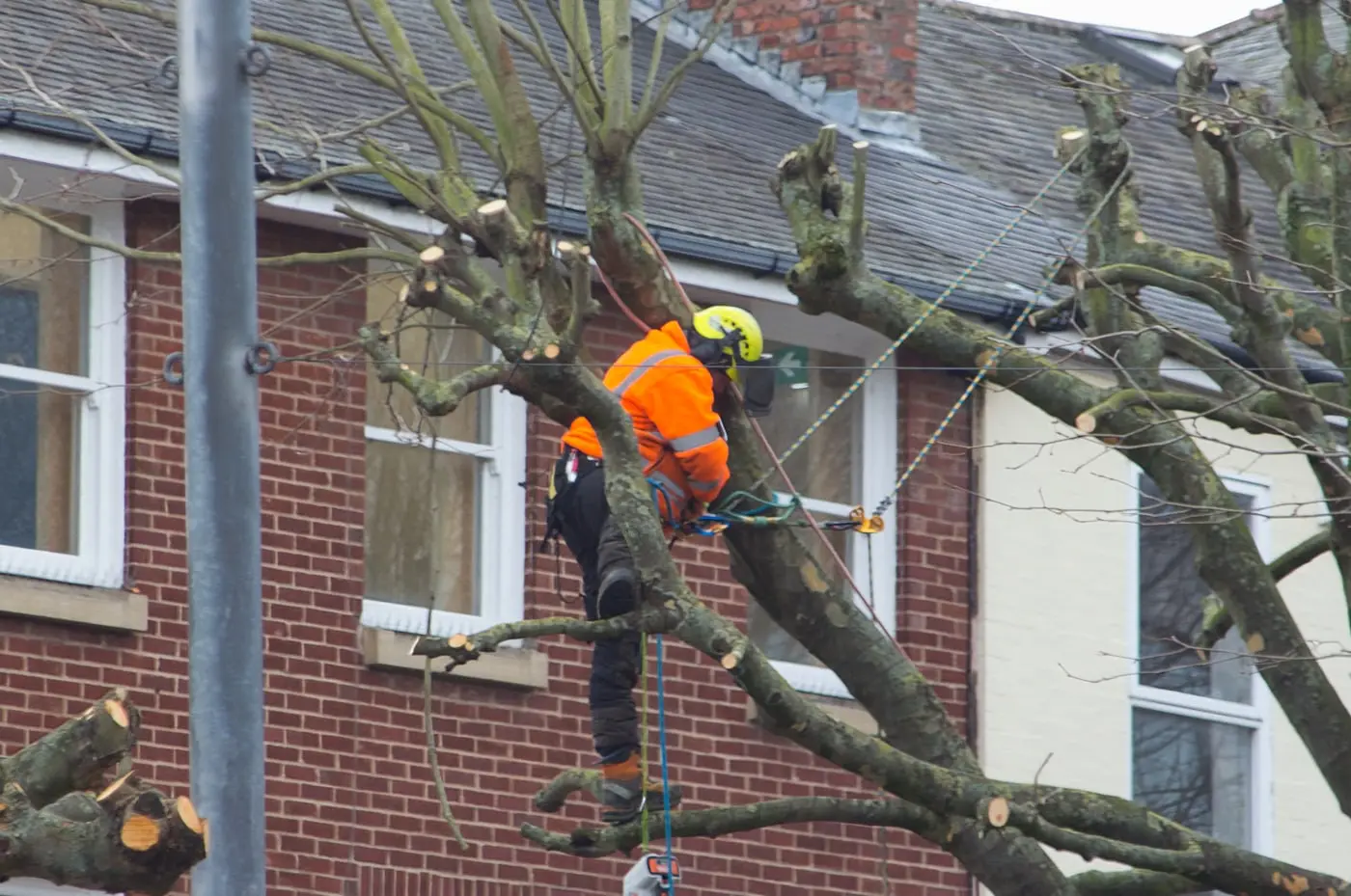 Tree surgeon working in the crown of a street tree