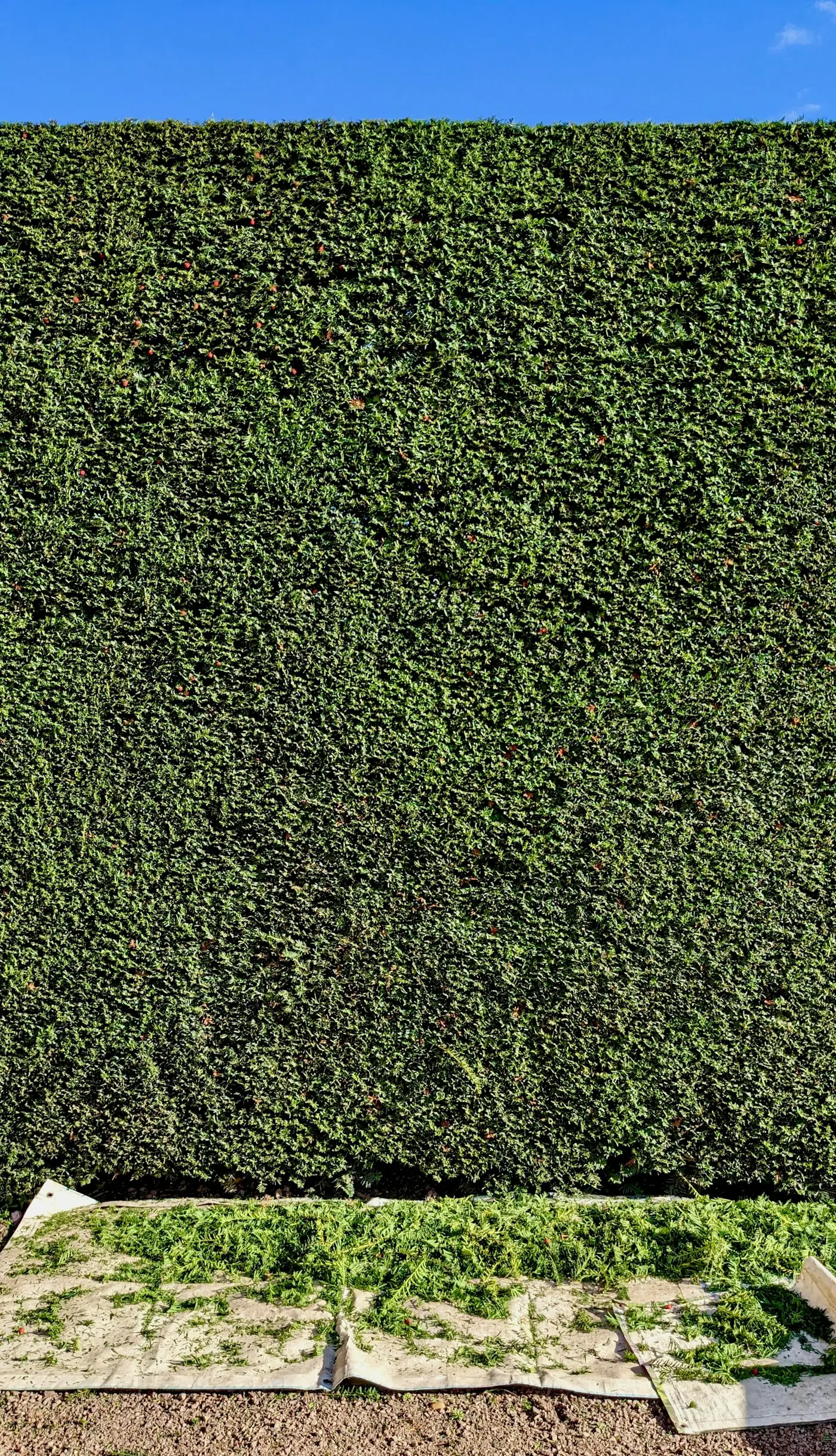 Neatly trimmed hedge alongside a garden path
